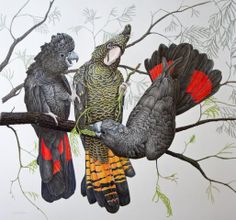 Glossy Black Cockatoo svg #17, Download drawings