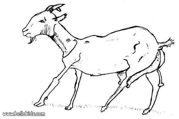 Goat coloring #16, Download drawings