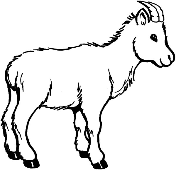Goat coloring #13, Download drawings