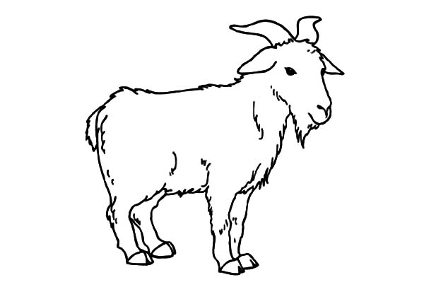 Goat coloring #15, Download drawings