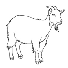 Goat coloring #14, Download drawings