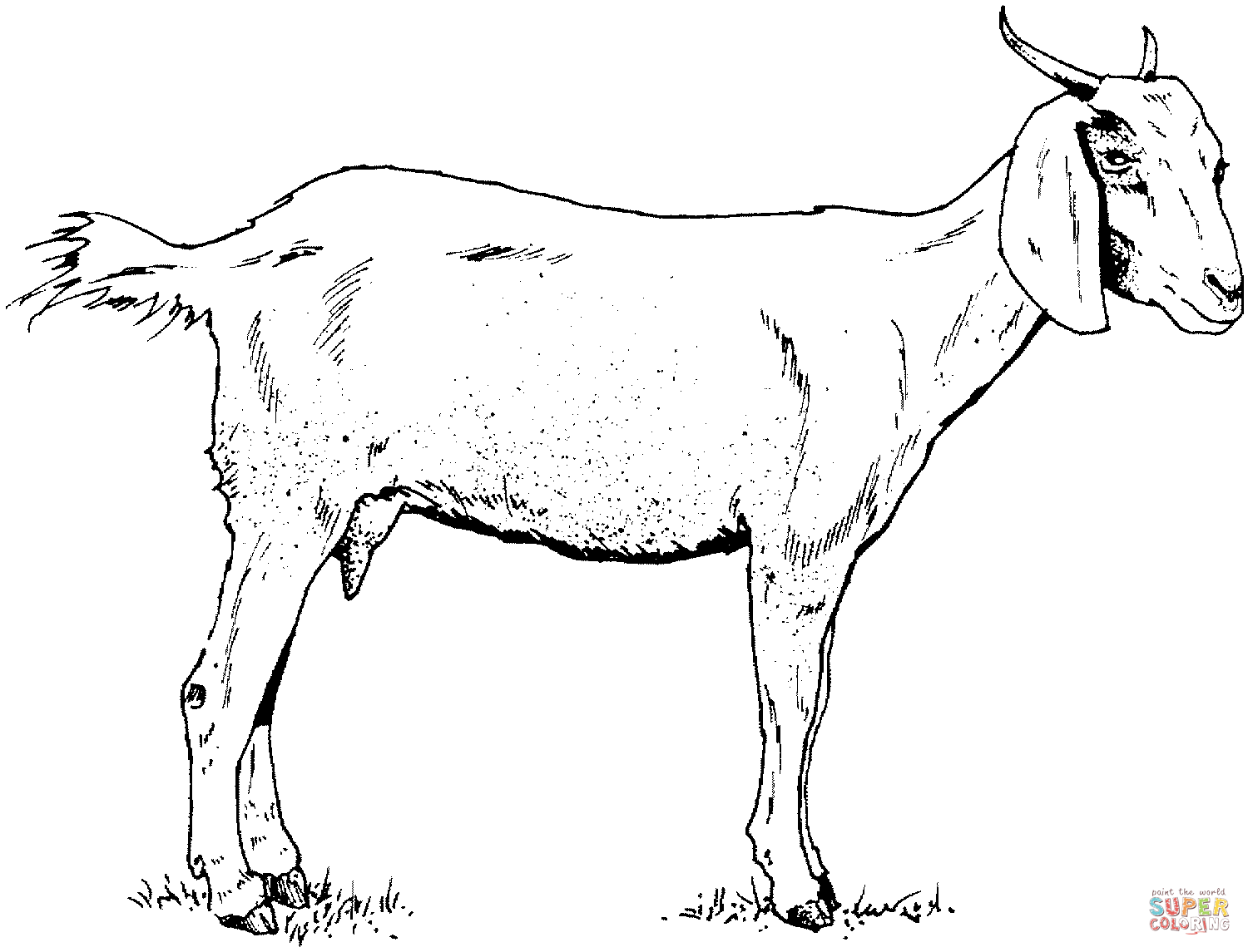 Goat coloring #10, Download drawings
