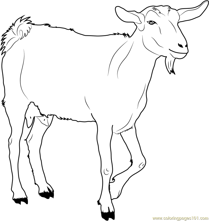 Goat coloring #20, Download drawings