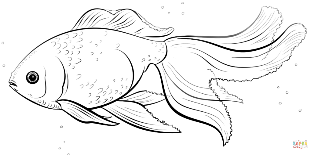 Gold Fish coloring #12, Download drawings