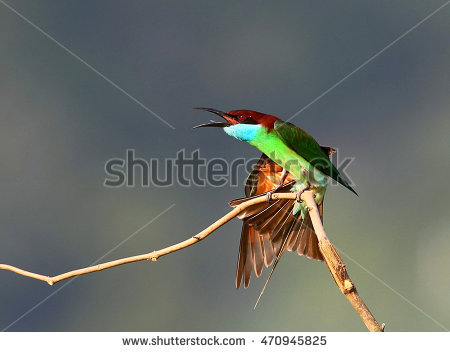 Yellow-throated Bee-eater clipart #5, Download drawings