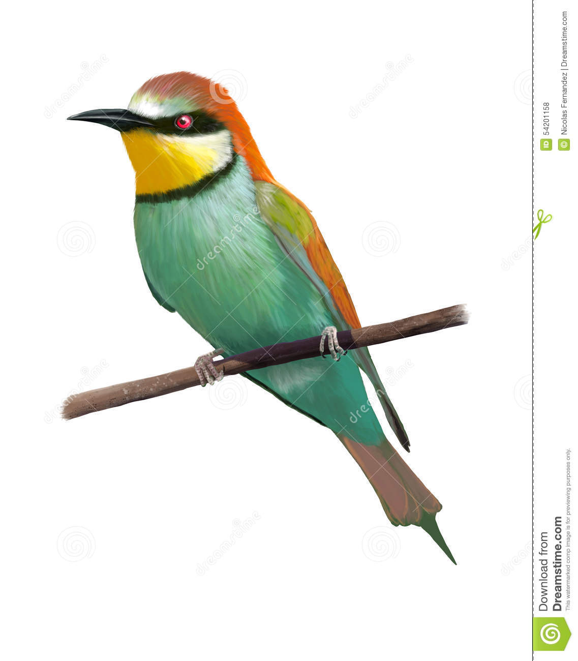 Golden Bee-eater clipart #10, Download drawings