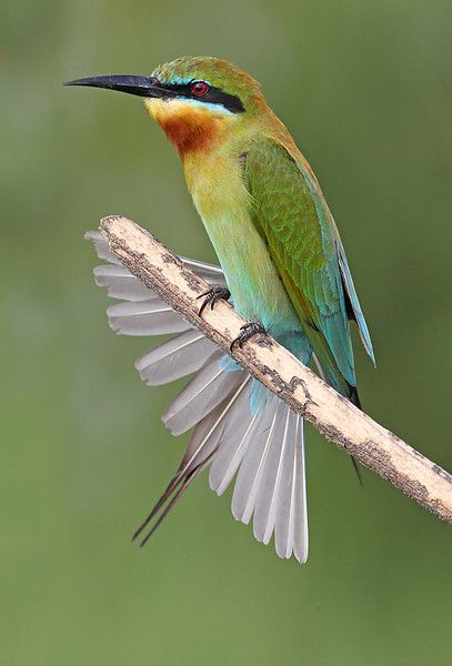 Golden Bee-eater clipart #2, Download drawings