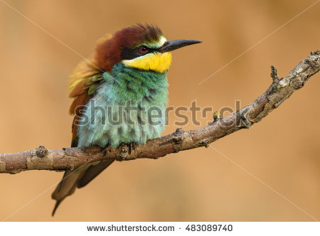 Golden Bee-eater clipart #17, Download drawings