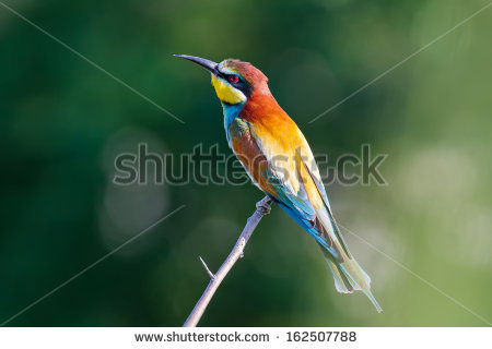 Golden Bee-eater clipart #16, Download drawings