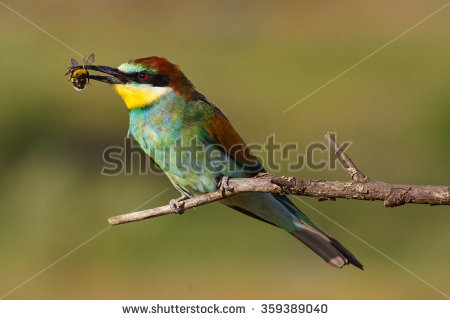 Golden Bee-eater clipart #13, Download drawings