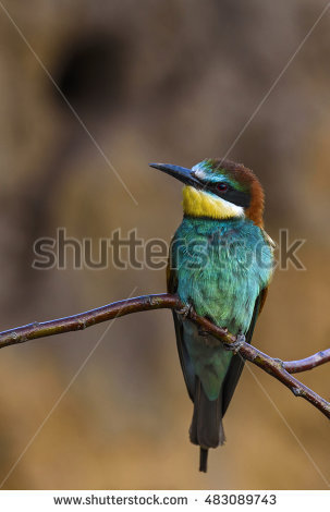 Golden Bee-eater clipart #5, Download drawings