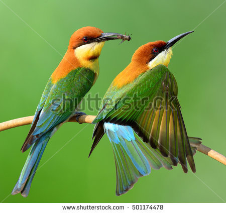 Golden Bee-eater coloring #10, Download drawings