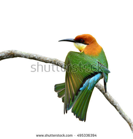 Golden Bee-eater coloring #6, Download drawings