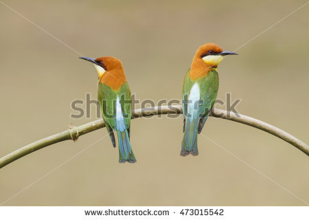 Golden Bee-eater coloring #4, Download drawings