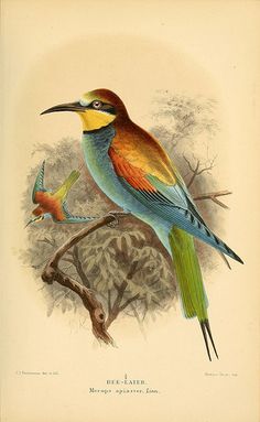 Golden Bee-eater svg #15, Download drawings