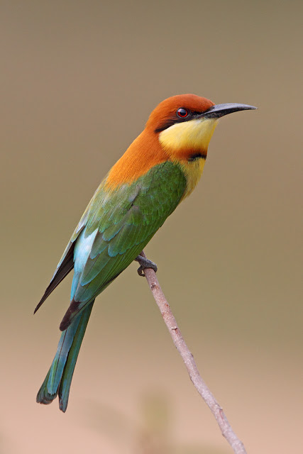 Yellow-throated Bee-eater svg #12, Download drawings