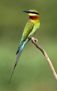 Green Bee-eater svg #6, Download drawings
