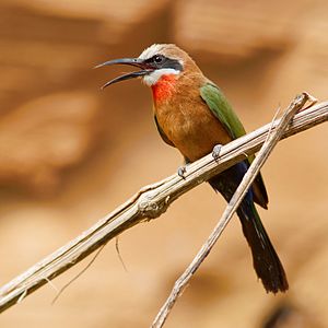 Golden Bee-eater svg #18, Download drawings