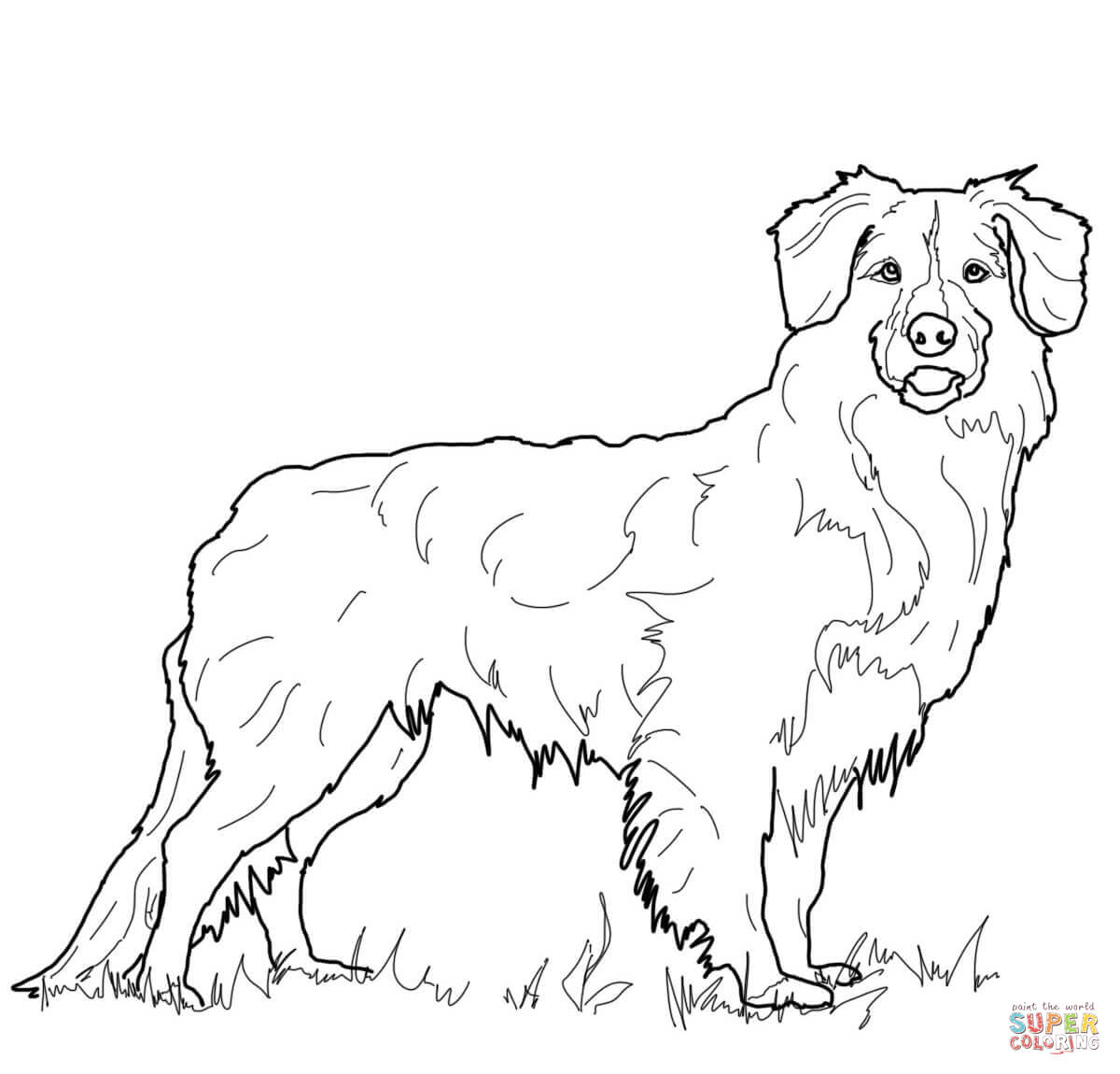 Labrador coloring #2, Download drawings