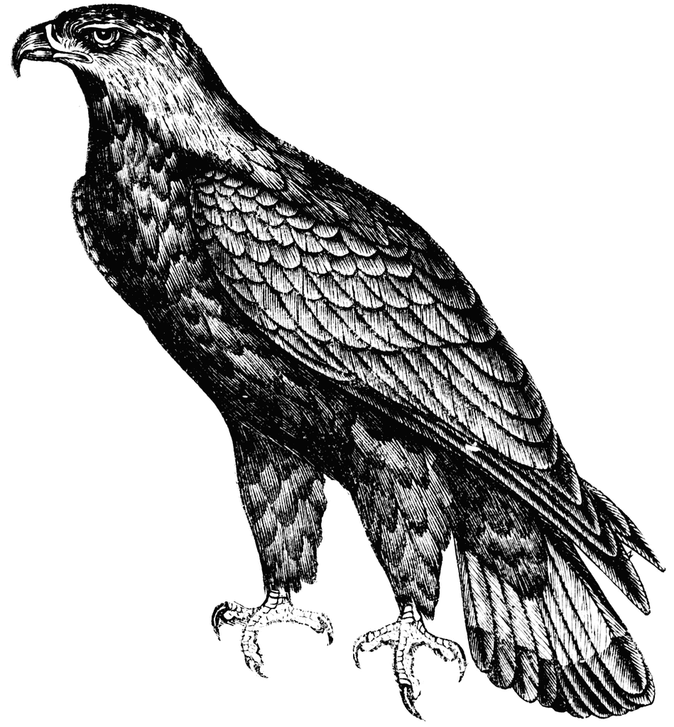 Golden Eagle clipart #5, Download drawings