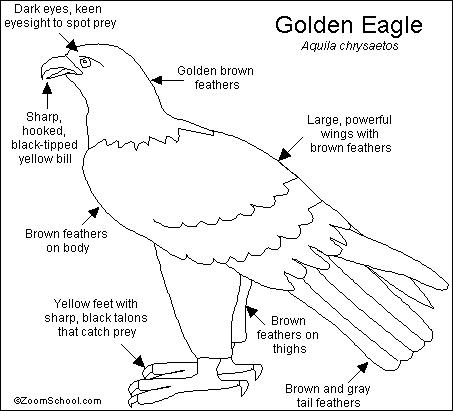 Golden Eagle coloring #14, Download drawings