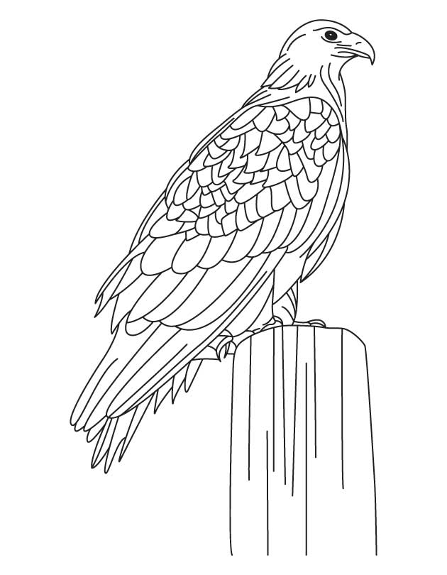 Golden Eagle coloring #11, Download drawings