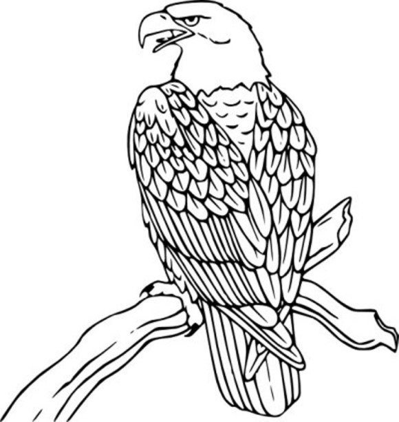 Golden Eagle coloring #1, Download drawings