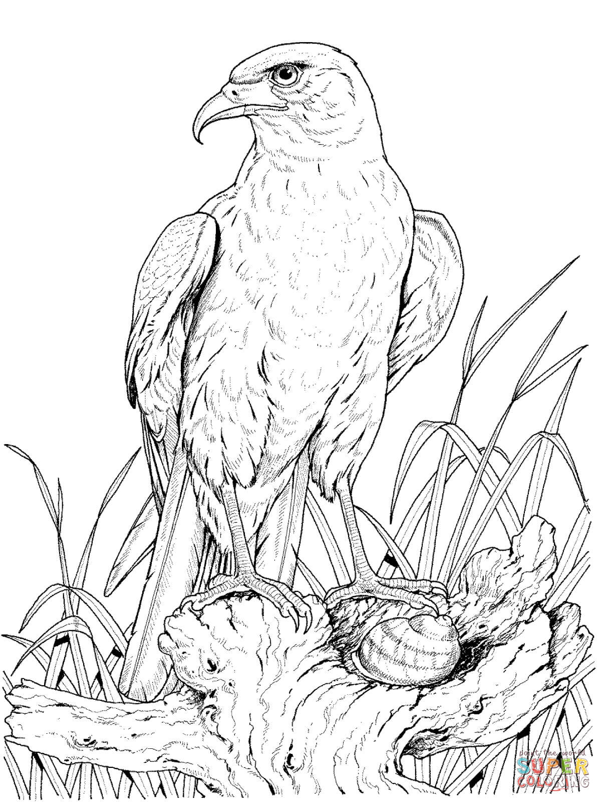 Golden Eagle coloring #16, Download drawings