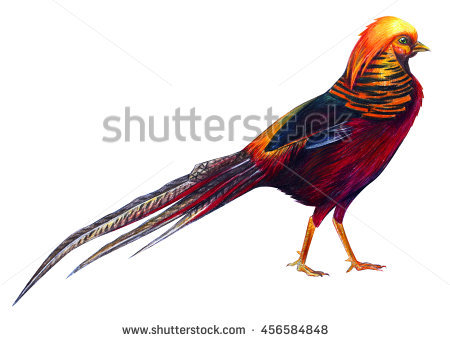 Golden Pheasant clipart #6, Download drawings