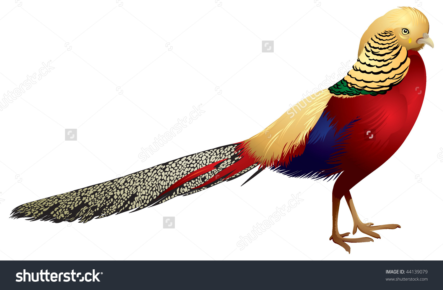 Golden Pheasant clipart #3, Download drawings