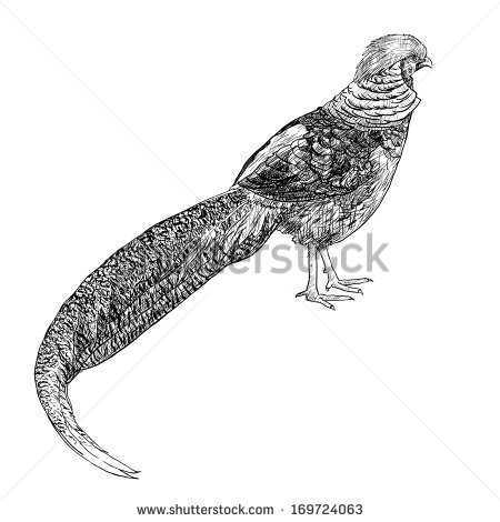 Golden Pheasant clipart #13, Download drawings