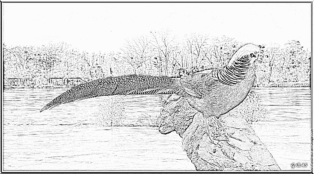 Golden Pheasant coloring #8, Download drawings