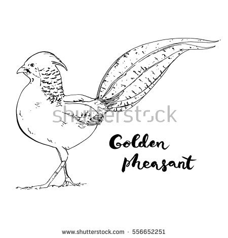 Golden Pheasant coloring #17, Download drawings