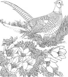 Golden Pheasant coloring #16, Download drawings