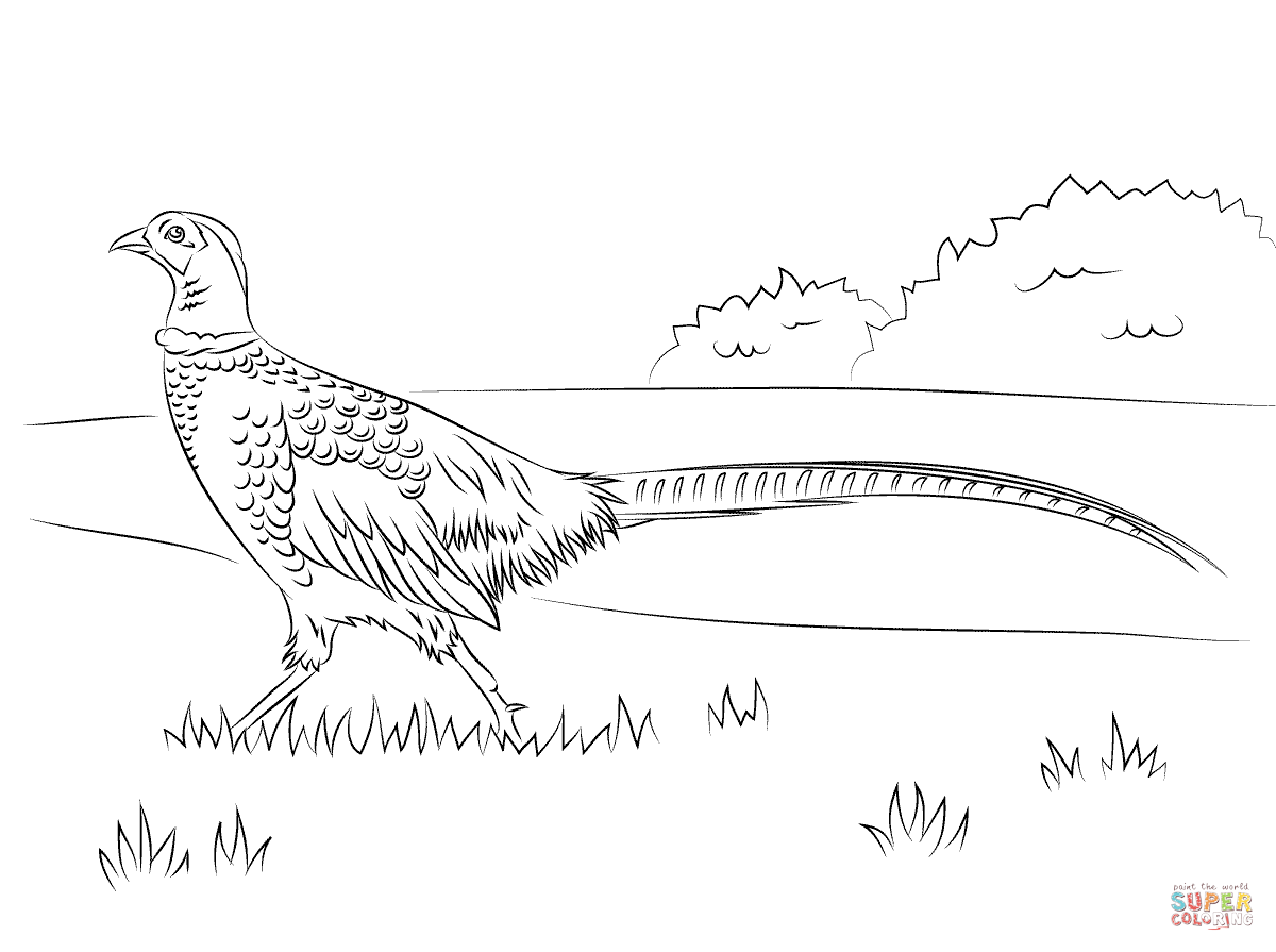 Pheasant coloring #3, Download drawings