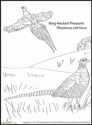Golden Pheasant coloring #20, Download drawings