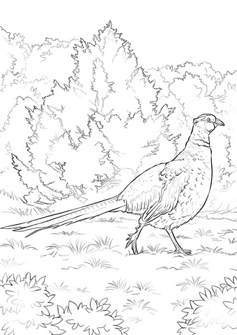 Pheasant coloring #9, Download drawings