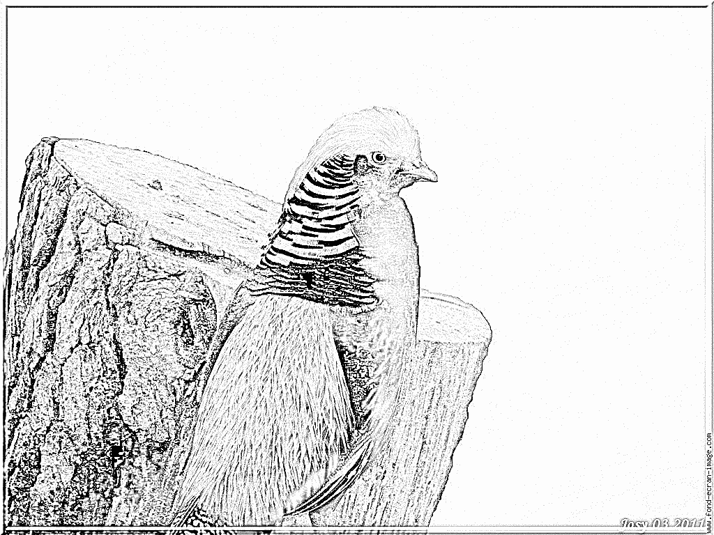 Golden Pheasant coloring #7, Download drawings