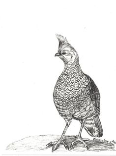 Golden Pheasant svg #15, Download drawings