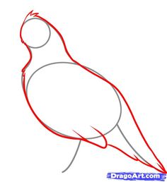 Golden Pheasant svg #13, Download drawings