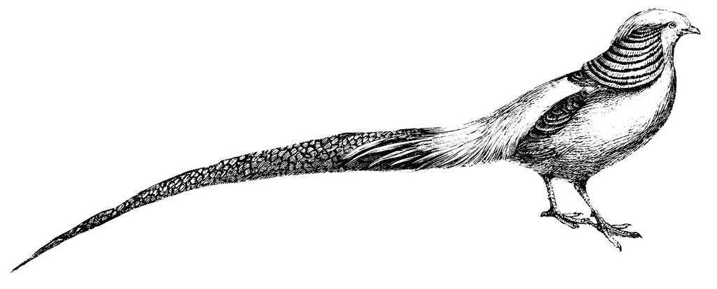 Golden Pheasant svg #14, Download drawings