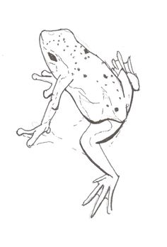 Golden Poison Frog clipart #12, Download drawings