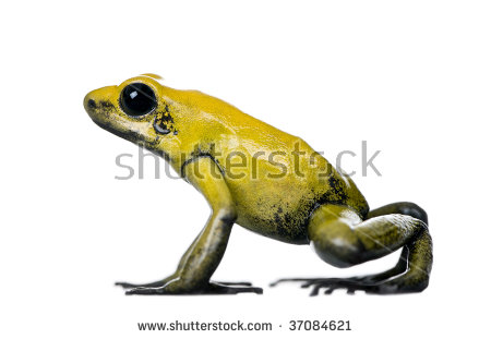 Golden Poison Frog clipart #15, Download drawings