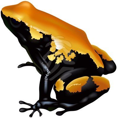 Golden Poison Frog clipart #10, Download drawings