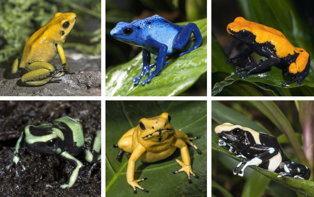 Golden Poison Frog coloring #13, Download drawings