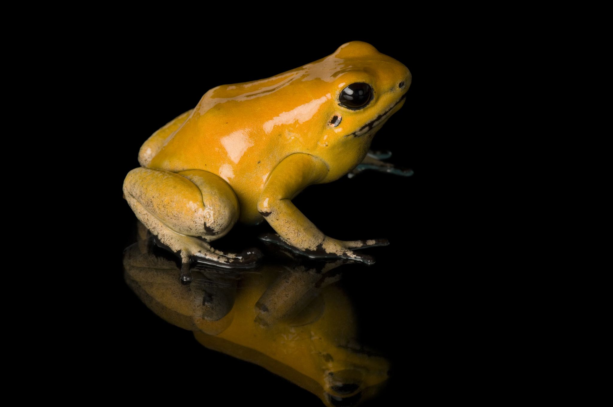 Golden Poison Frog coloring #8, Download drawings