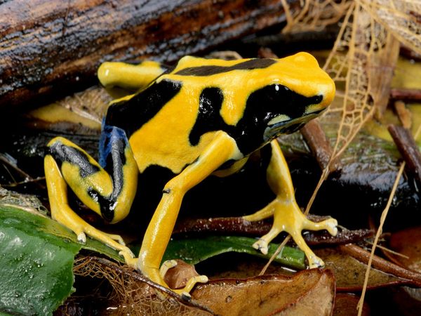 Golden Poison Frog coloring #6, Download drawings