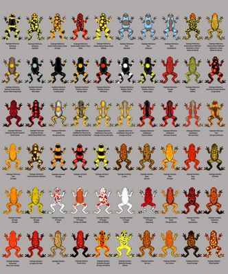 Golden Poison Frog coloring #17, Download drawings