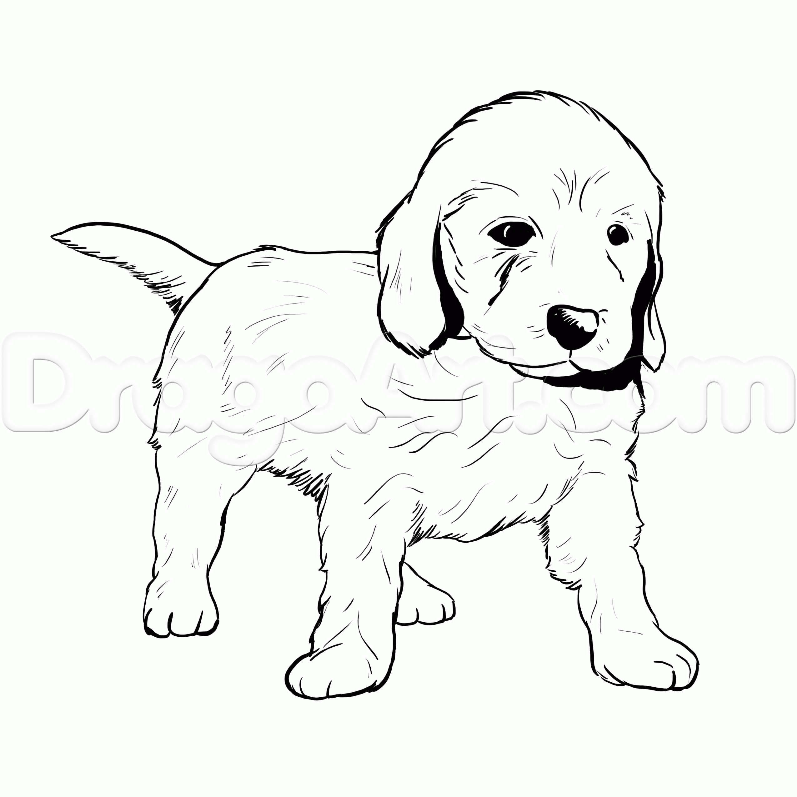 Goldendoodle coloring #17, Download drawings