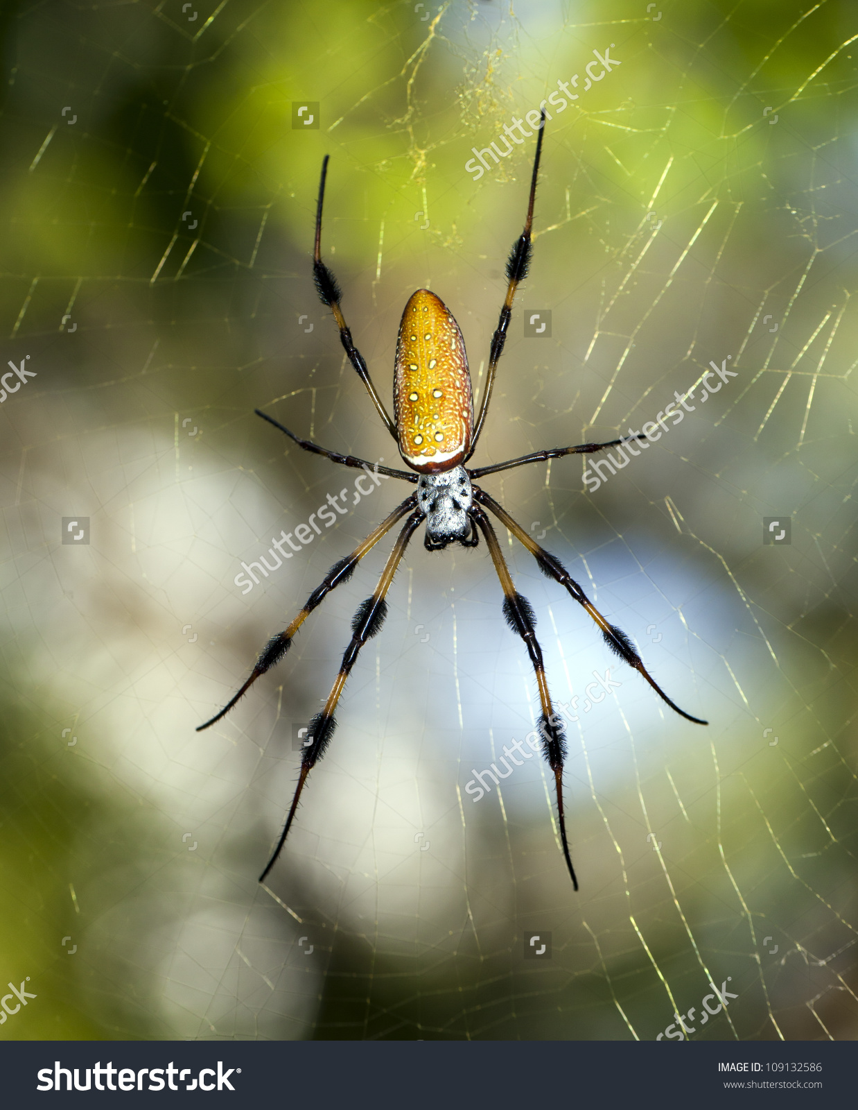 Golden Silk Orb-weaver Spider clipart #11, Download drawings